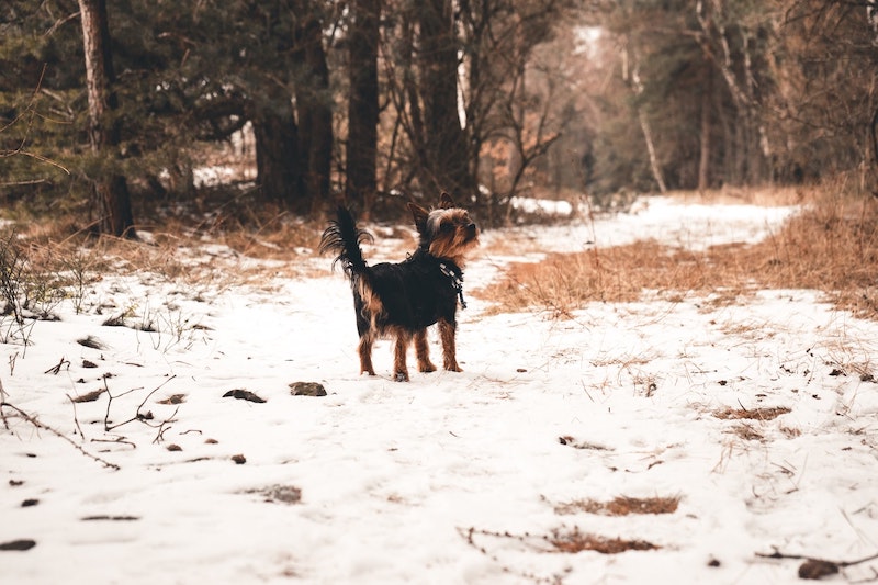 Walking Dog by Julian Hochgesang