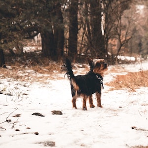 Walking Dog by Julian Hochgesang
